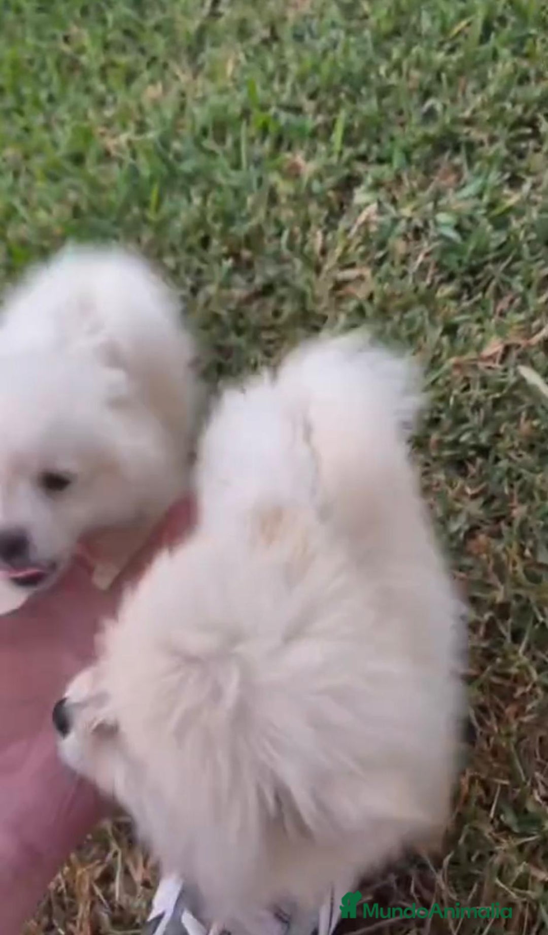 Pomerania perros en venta: Lulu pomerania toy - Imagen 1