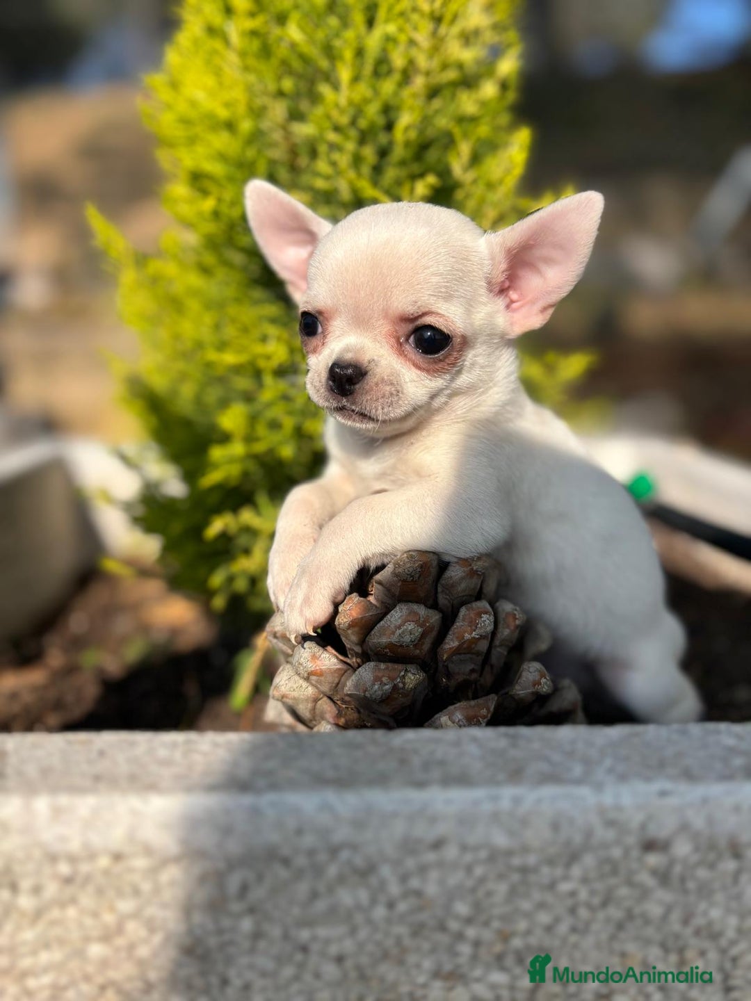 Chihuahua perros en venta: Chihuahua Hembra lista para entregar !! - Anuncio 5