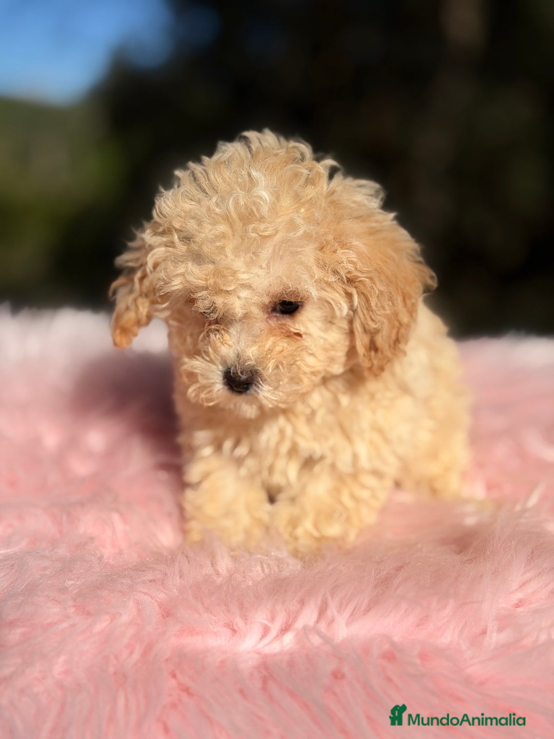 Caniche Toy perros en venta: Caniche Toy Apricot  - Anuncio 7