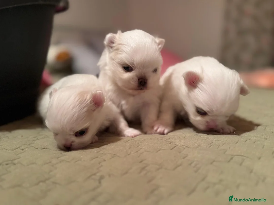 Pomchi perros en venta: Pomchi bebés disponibles - Anuncio 16