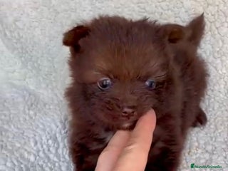 Pomerania perros - Anuncio 2