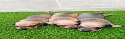 Teckel Miniatura perros en venta: Teckel kanichen kanichen maxima calidad - Anuncio 6