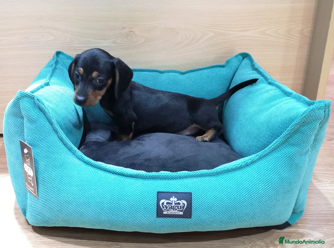 Teckel perros en venta: Teckel - Anuncio 2