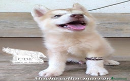 Husky Siberiano perros en venta: Husky siberiano de calidad - Imagen 2