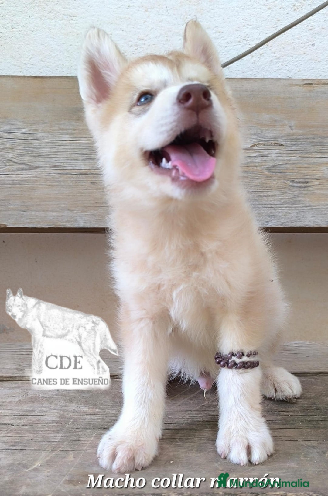 Husky Siberiano perros en venta: Husky siberiano de calidad - Imagen 2