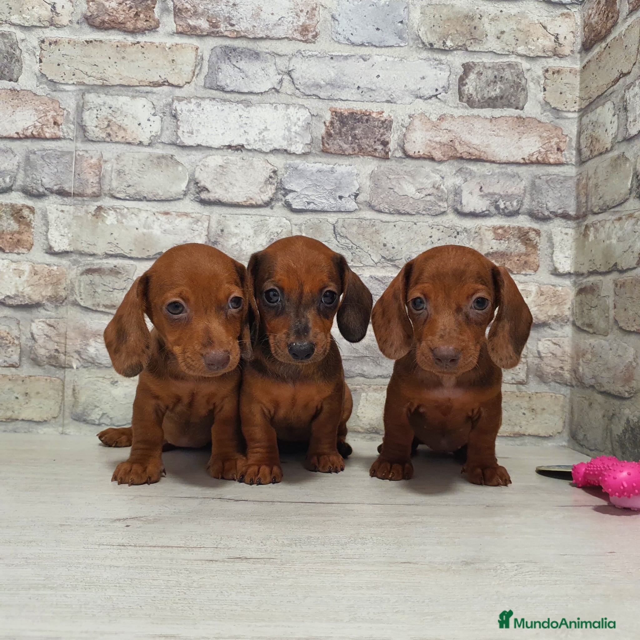 Teckel Miniatura perros en venta: Teckel miniatura  - Anuncio 4