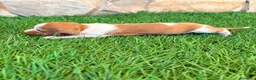 Teckel Miniatura perros en venta: Teckel miniatura bicolor  - Anuncio 20