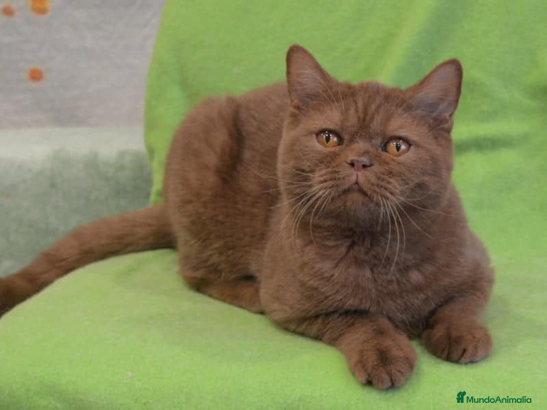 Británico de Pelo Largo gatos en venta: puppies british - Anuncio 1