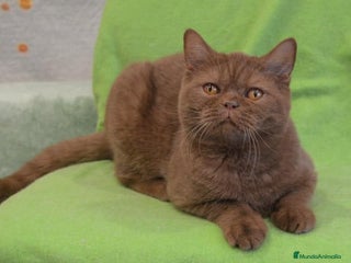 Británico de Pelo Largo gatos puppies british - Anuncio 1