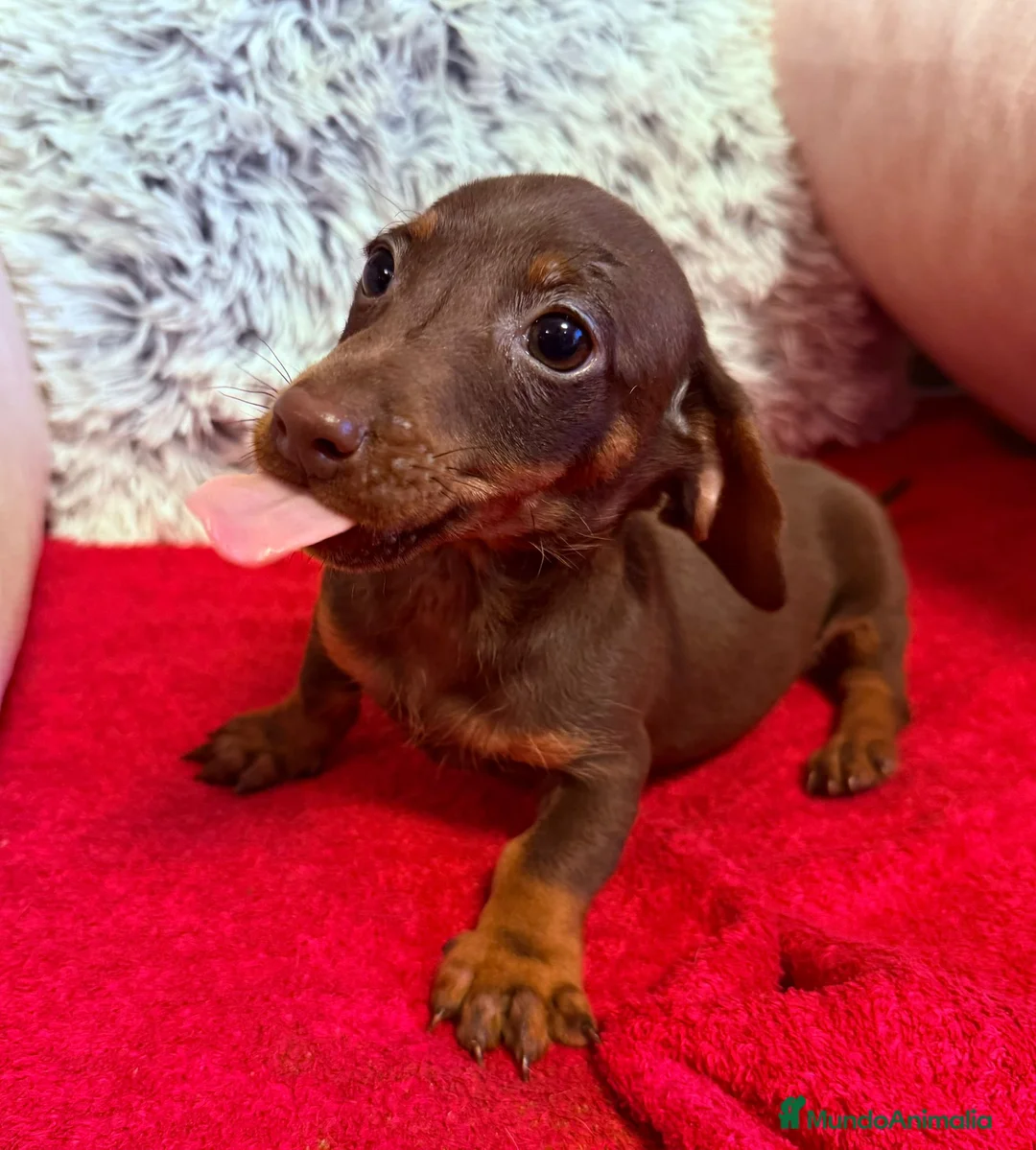 Teckel perros en venta: Tekel canichen canichen miniatura  - Anuncio 1