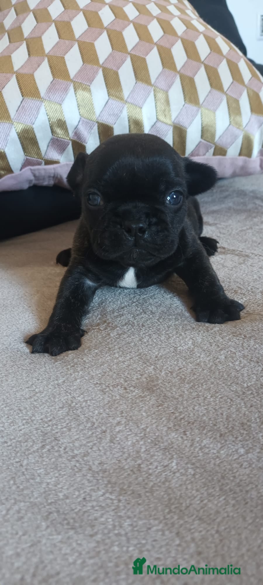 Bulldog Francés perros Bulldog Frances - Anuncio 1