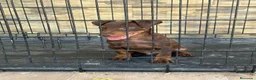 Terrier Alemán de Caza perros en venta: Cachorro Jagd terrier chocolate  - Anuncio 2