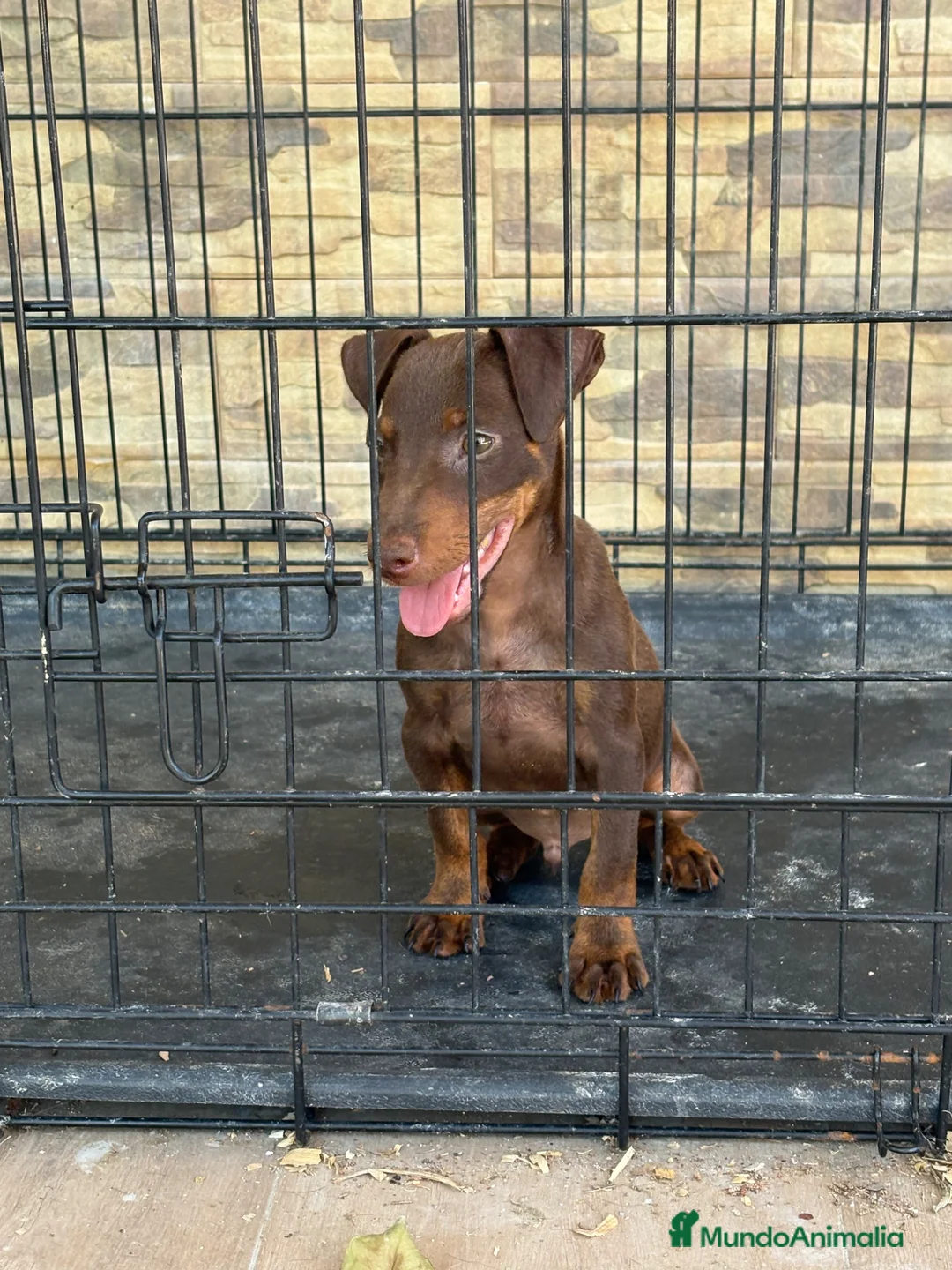 Terrier Alemán de Caza perros en venta: Cachorro Jagd terrier chocolate  - Anuncio 2