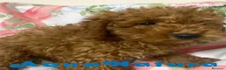 Caniche Mediano perros en venta: Caniche Macho de Camila y Can 7344 en Barcelona - Anuncio 6