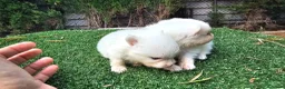 Pomerania perros en venta: Cachorritos Pomerania mini toy - Anuncio 3