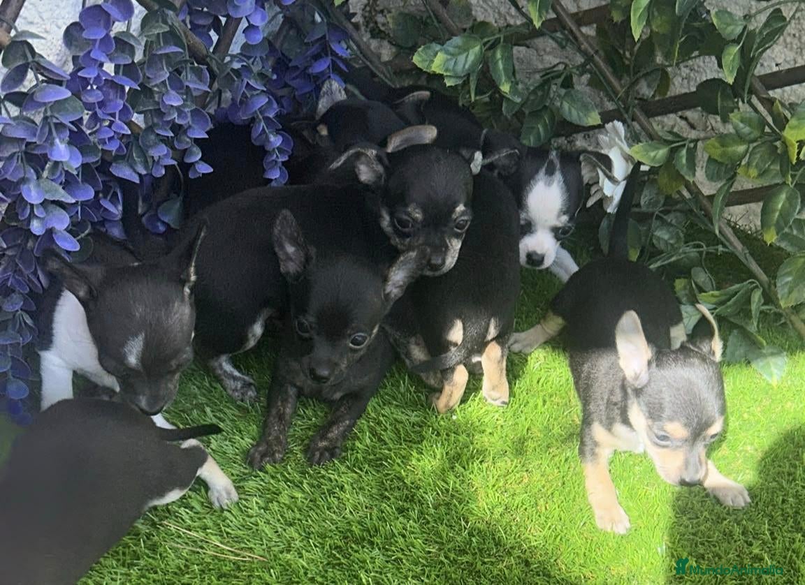 Chihuahua perros Preciosos chihuahua - Anuncio 2
