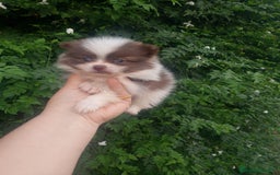 Pomerania perros en venta: Pomerania enanos una pasada de color  - Imagen 6