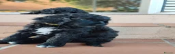Caniche Gigante perros en venta: Caniche gigante - Anuncio 3