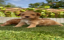 Caniche Toy perros en venta: CANICHE TOY MACHO - Imagen 15