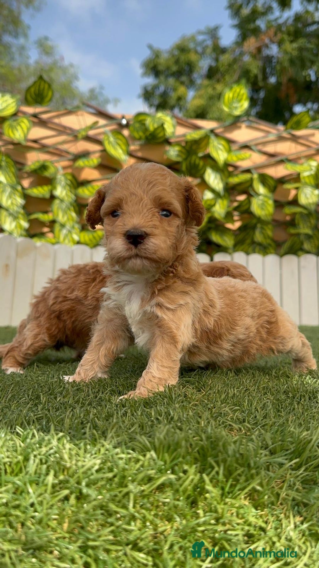 Caniche Toy perros en venta: CANICHE TOY MACHO - Imagen 15