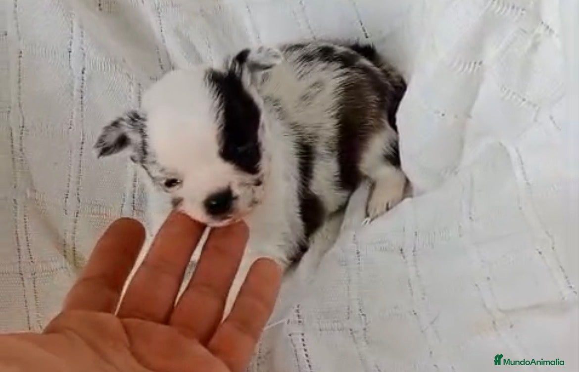 Chihuahua perros Chihuhua macho - Anuncio 1