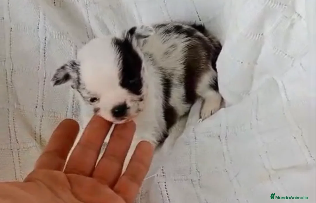 Chihuahua perros en venta: Chihuhua macho - Anuncio 1