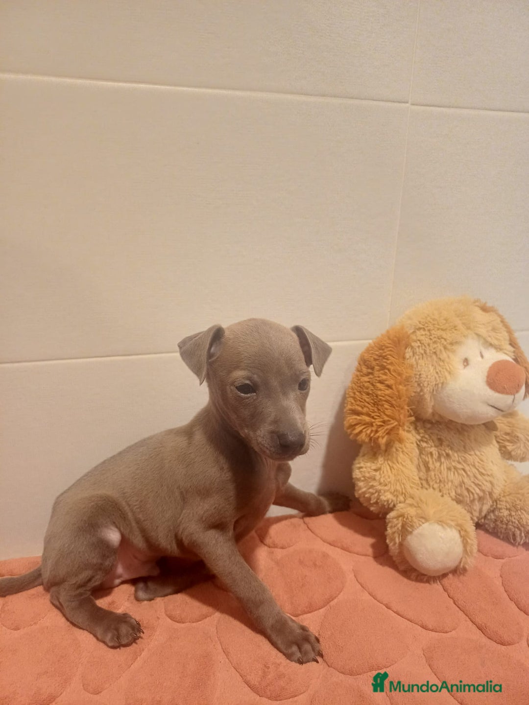 Pequeño Lebrel Italiano perros en venta: Lebrel italiano  - Anuncio 3