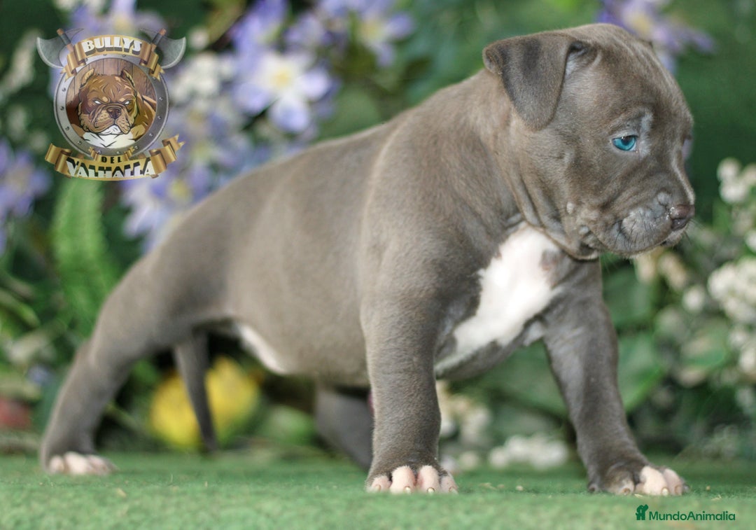 American Bully perros en venta: AMERICAN BULLY XL / AMERICAN BULLY XXL  - Imagen 6