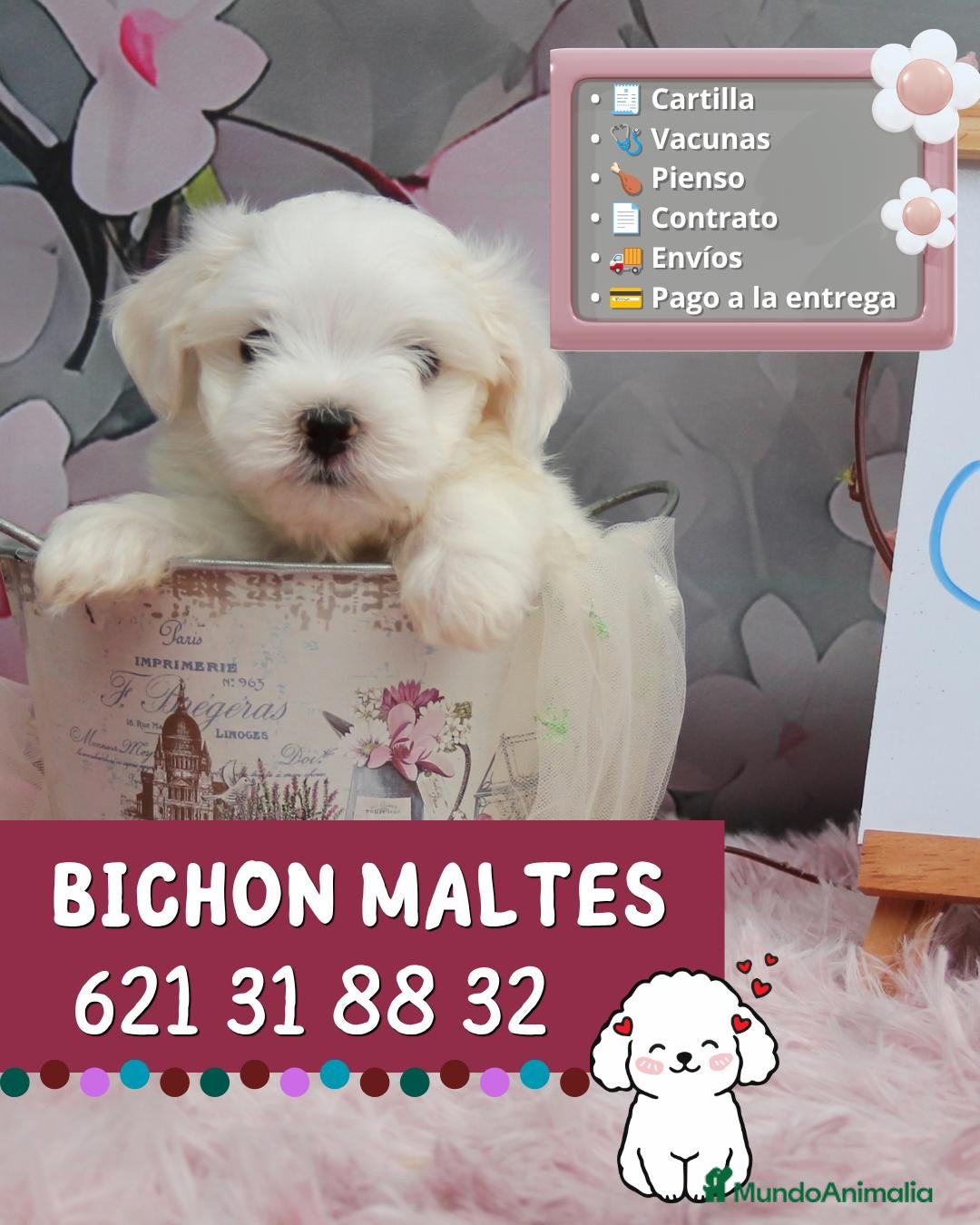 Bichón Maltés perros Auténticos bichón maltés enano - Anuncio 3
