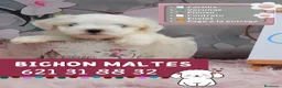 Bichón Maltés perros en venta: Auténticos bichón maltés enano - Anuncio 1