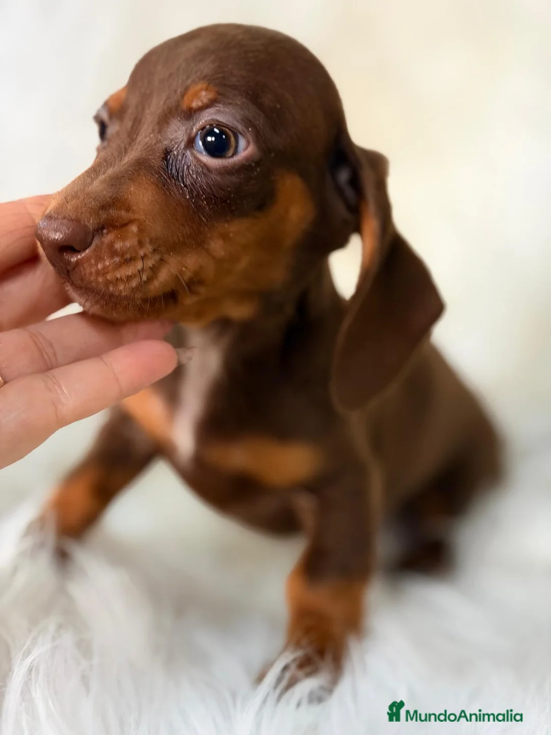 Teckel Miniatura perros en venta: TECKEL CHOCOLATE MINIATURA - Anuncio 2