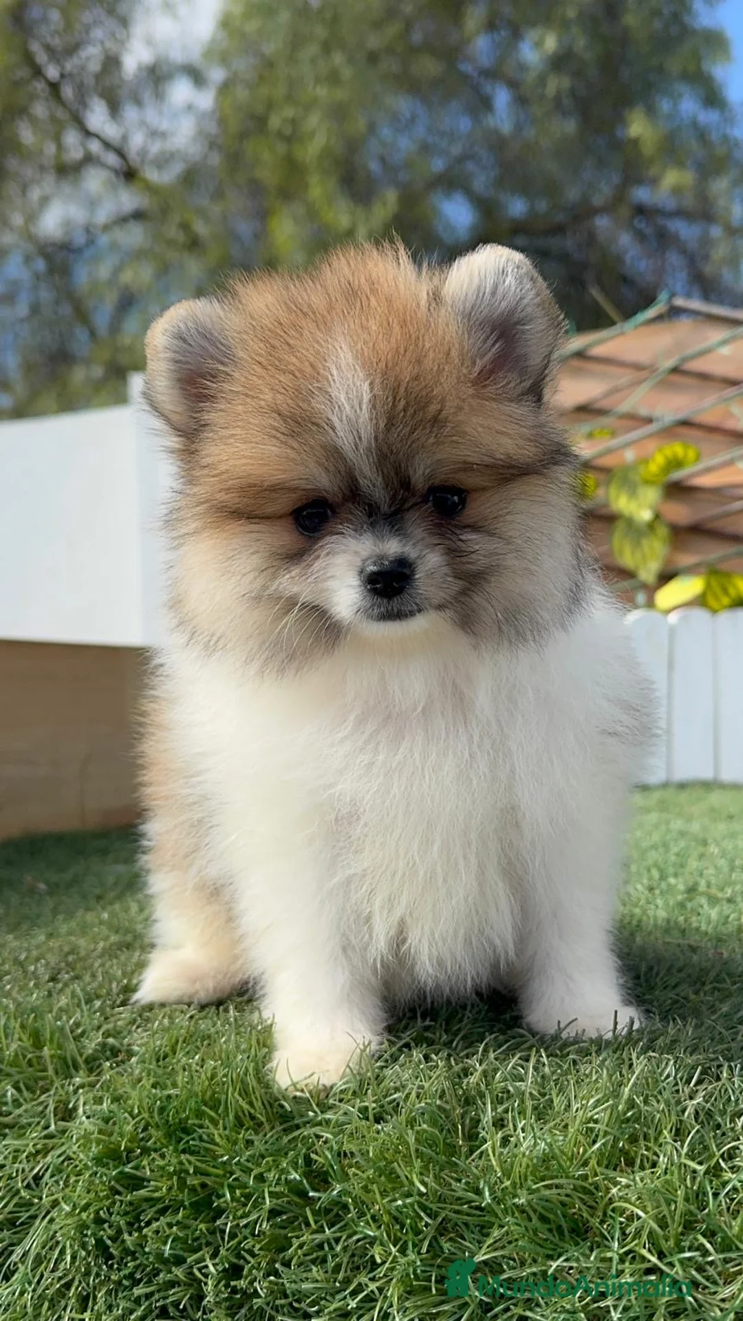 Pomerania perros en venta: POMERANIA HEMBRA - Anuncio 1