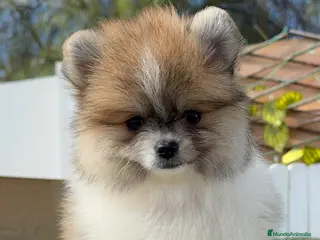 Pomerania perros POMERANIA HEMBRA - Anuncio 2