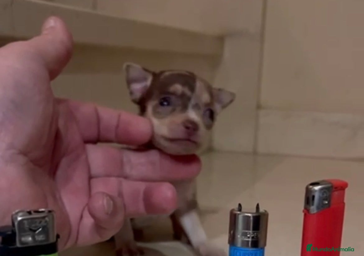 Chihuahua perros Chihuhua merle - Anuncio 3