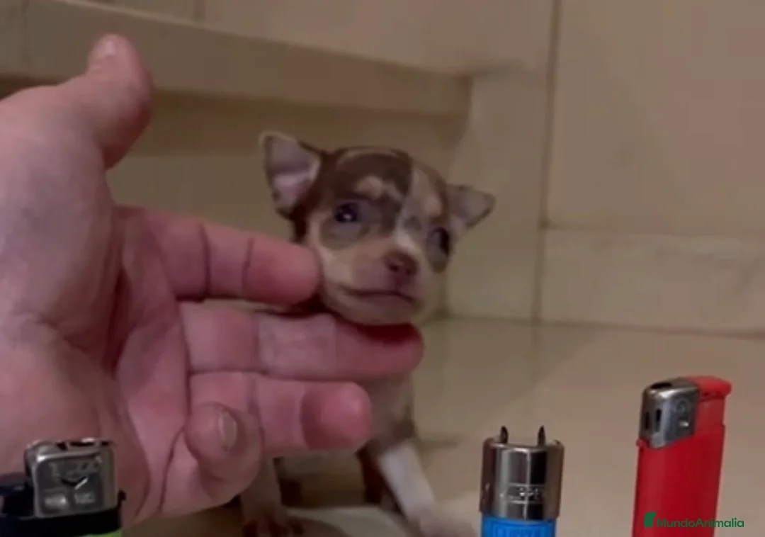 Chihuahua perros en venta: Chihuhua merle - Anuncio 1