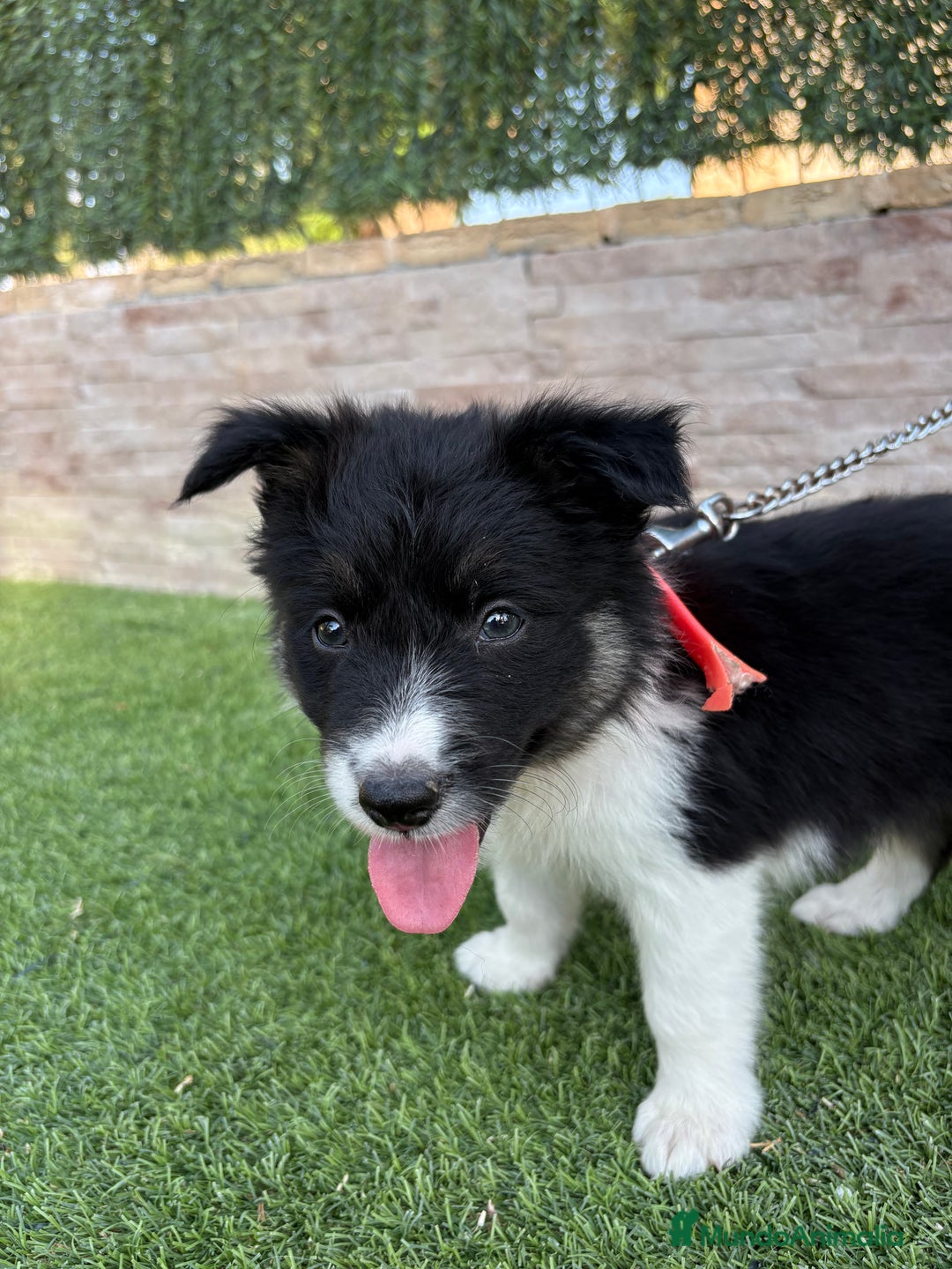 Border Collie perros en venta: Disponible hembra Border collie  - Imagen 2