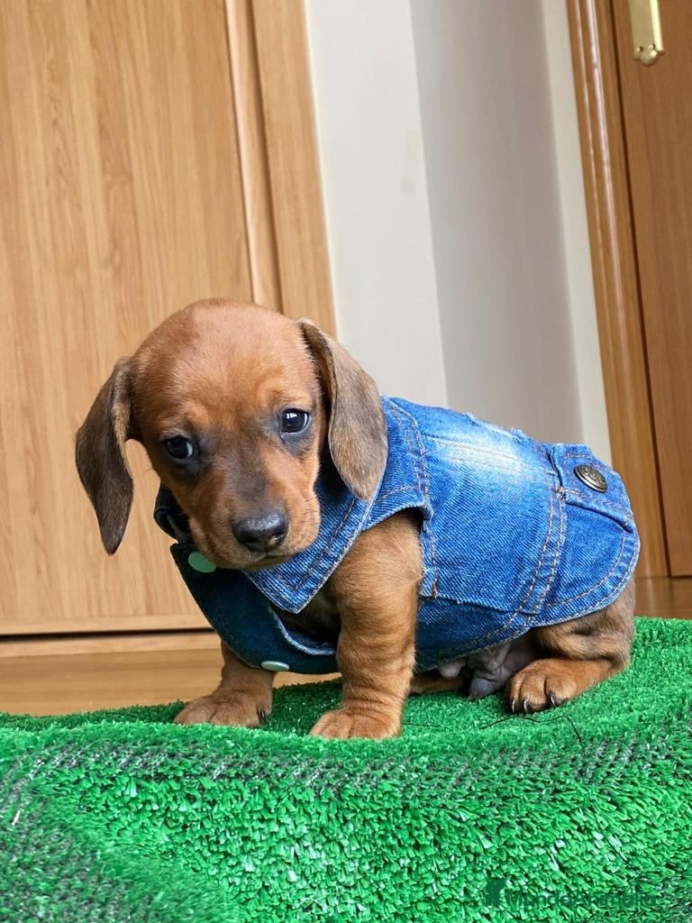 Teckel Miniatura perros Teckel clásicos !  - Anuncio 6