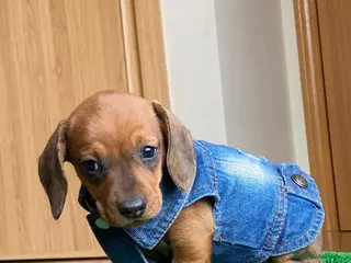 Teckel Miniatura perros Teckel clásicos ! - Anuncio 6