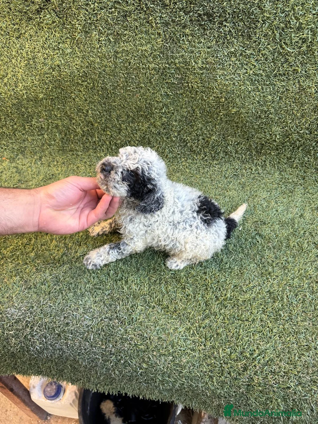 Perro de Agua Español perros en venta: Perro de aguas español - Anuncio 8