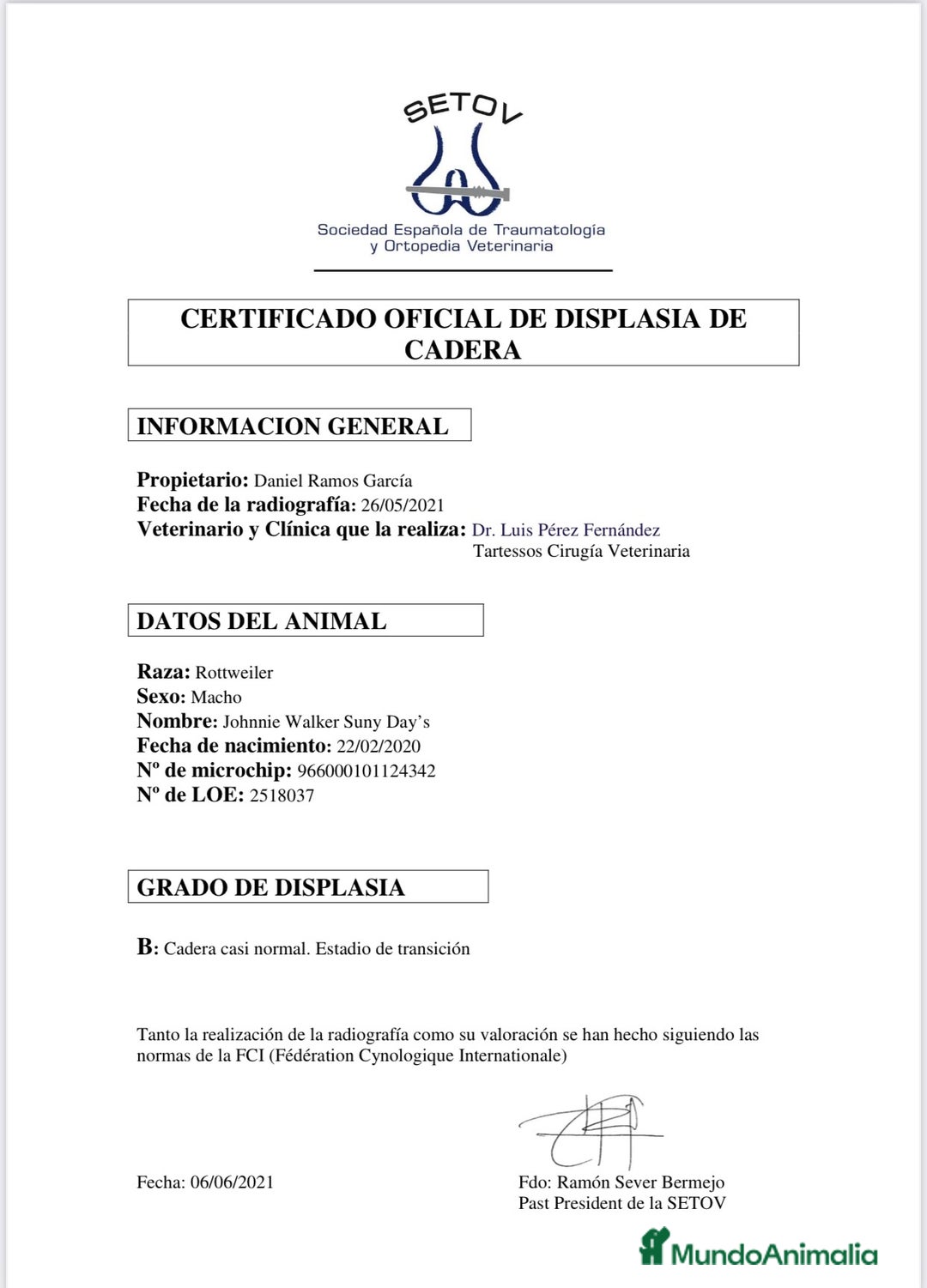 Rottweiler perros para monta: Campeón de España Para montas - Anuncio 6