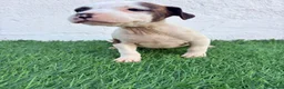 American Staffordshire-Terrier perros en venta: American Stanffordshire terrier - Anuncio 15