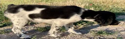 Épagneul Breton perros en venta: Epagneul bretón  - Anuncio 5