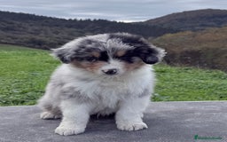 Pastor Australiano perros en venta: Pastor Australiano  - Imagen 4