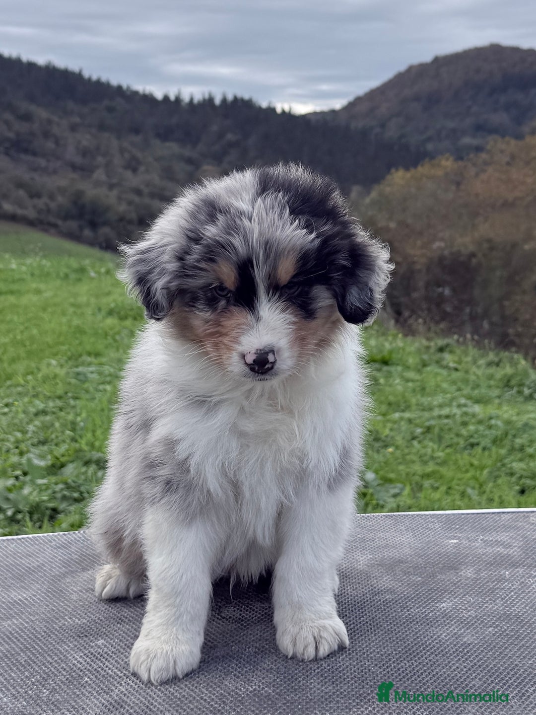 Pastor Australiano perros en venta: Pastor Australiano  - Imagen 4