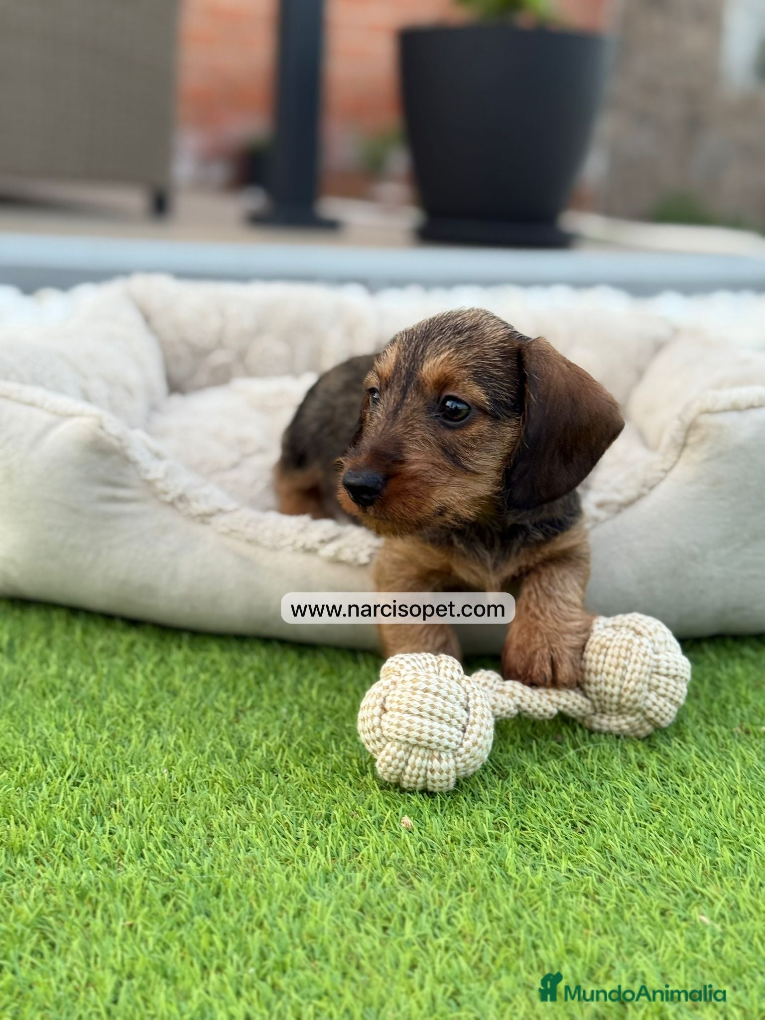 Teckel Miniatura perros en venta: TECKEL PELO DURO MINIATURA - Anuncio 2