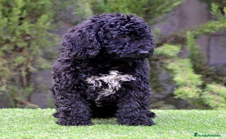 Perro de Agua Español perros - Anuncio 4