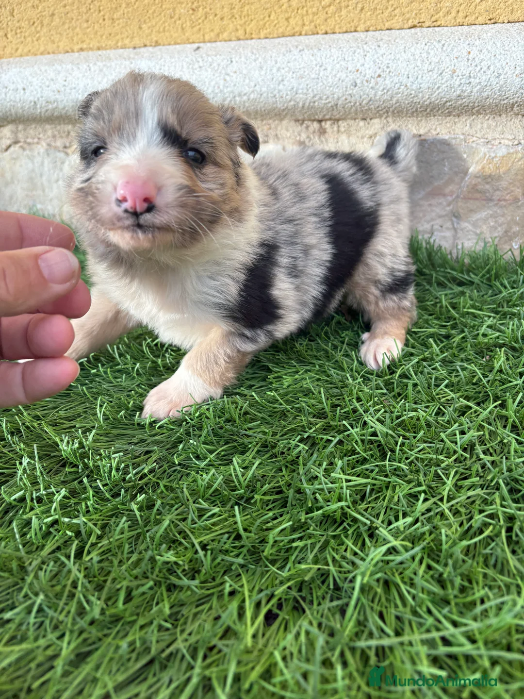 Border Collie perros en venta: Cachorro Border collie Merle macho  - Anuncio 7