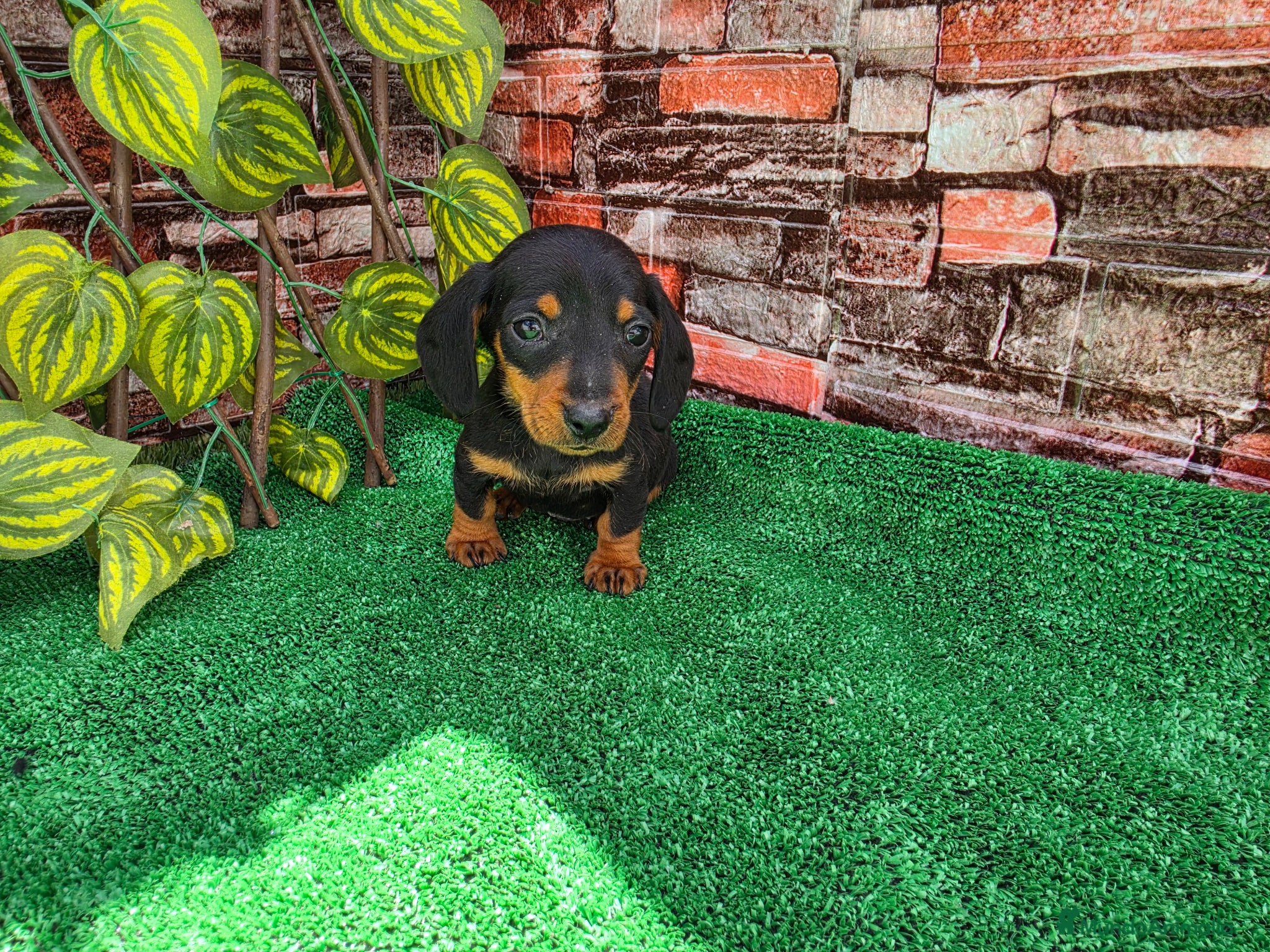 Teckel Miniatura perros TECKEL KANNINCHEN - Anuncio 3