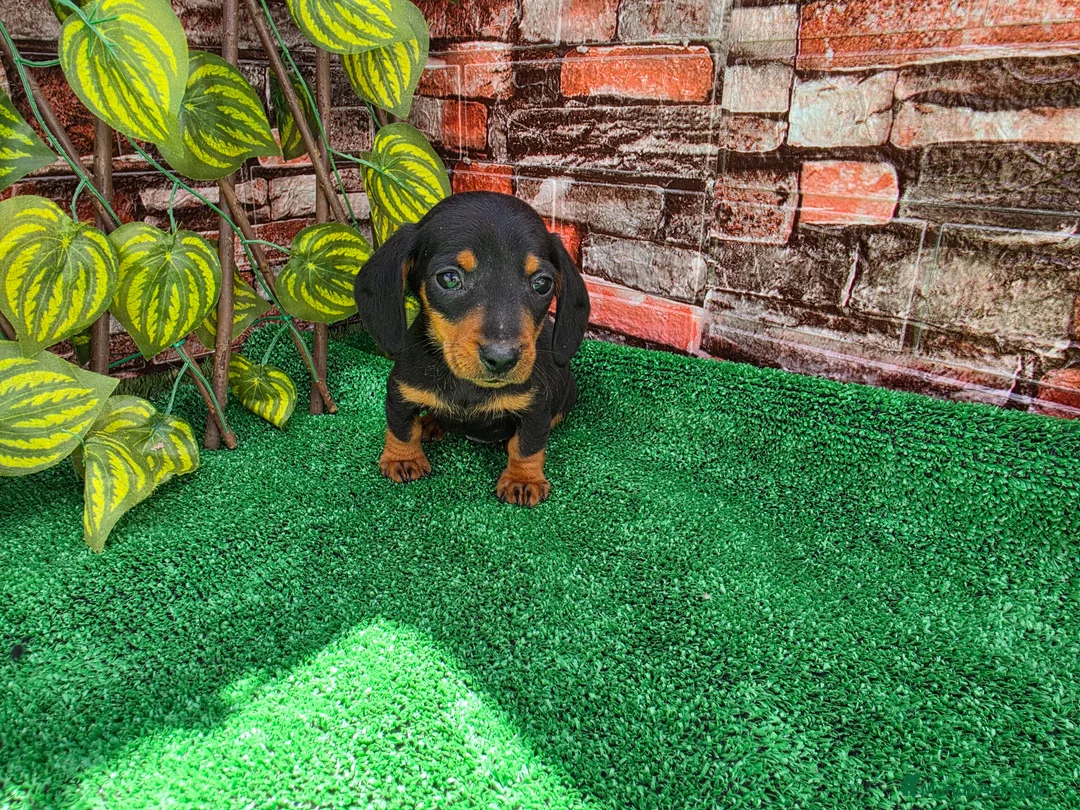 Teckel Miniatura perros en venta: TECKEL KANNINCHEN - Anuncio 1