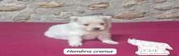Pomerania perros en venta: Pomeranias hembras - Anuncio 4